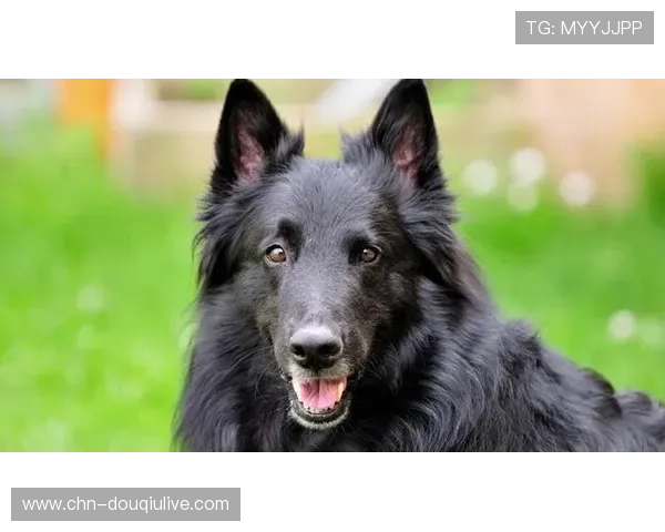 比利时展开大规模搜寻失踪少女行动，动用45只搜救犬